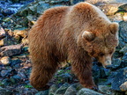 223 - zoom gelsenkirchen - brown bear