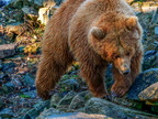224 - zoom gelsenkirchen - brown bear