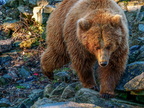 225 - zoom gelsenkirchen - brown bear
