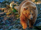 227 - zoom gelsenkirchen - brown bear