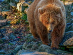 brown bear