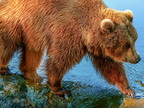 228 - zoom gelsenkirchen - brown bear