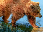 229 - zoom gelsenkirchen - brown bear