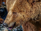 231 - zoom gelsenkirchen - brown bear
