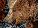 232 - zoom gelsenkirchen - brown bear