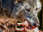 235 - zoom gelsenkirchen - wolf