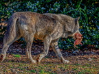 237 - zoom gelsenkirchen - wolf