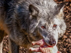 239 - zoom gelsenkirchen - wolf