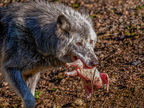 241 - zoom gelsenkirchen - wolf
