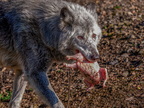 242 - zoom gelsenkirchen - wolf