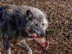 244 - zoom gelsenkirchen - wolf