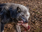 245 - zoom gelsenkirchen - wolf