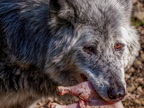 246 - zoom gelsenkirchen - wolf
