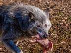 247 - zoom gelsenkirchen - wolf