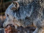 250 - zoom gelsenkirchen - wolf