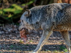 251 - zoom gelsenkirchen - wolf