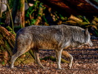 253 - zoom gelsenkirchen - wolf
