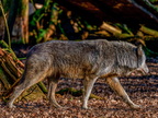 254 - zoom gelsenkirchen - wolf