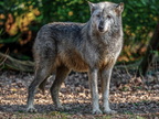 255 - zoom gelsenkirchen - wolf