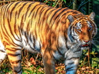 256 - zoom gelsenkirchen - tiger