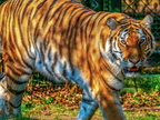 259 - zoom gelsenkirchen - tiger