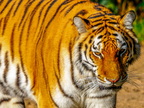 261 - zoom gelsenkirchen - tiger