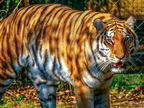 260 - zoom gelsenkirchen - tiger