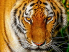 262 - zoom gelsenkirchen - tiger