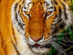 263 - zoom gelsenkirchen - tiger