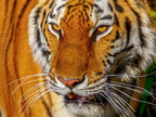 264 - zoom gelsenkirchen - tiger