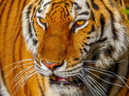 265 - zoom gelsenkirchen - tiger