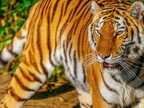 266 - zoom gelsenkirchen - tiger