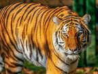 267 - zoom gelsenkirchen - tiger