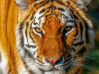 268 - zoom gelsenkirchen - tiger