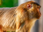 271 - zoom gelsenkirchen - macaques