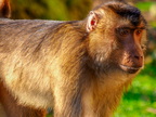 274 - zoom gelsenkirchen - macaques