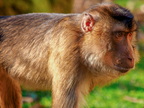 276 - zoom gelsenkirchen - macaques