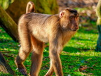 275 - zoom gelsenkirchen - macaques