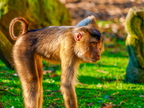 277 - zoom gelsenkirchen - macaques