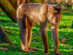 279 - zoom gelsenkirchen - macaques