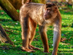280 - zoom gelsenkirchen - macaques