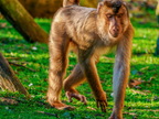 282 - zoom gelsenkirchen - macaques