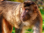 281 - zoom gelsenkirchen - macaques