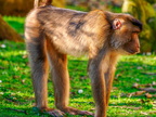 283 - zoom gelsenkirchen - macaques
