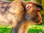 284 - zoom gelsenkirchen - macaques