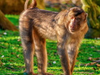 285 - zoom gelsenkirchen - macaques