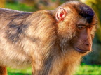 286 - zoom gelsenkirchen - macaques