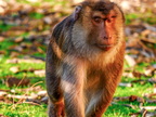 287 - zoom gelsenkirchen - macaques