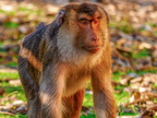 289 - zoom gelsenkirchen - macaques