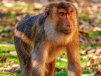 290 - zoom gelsenkirchen - macaques